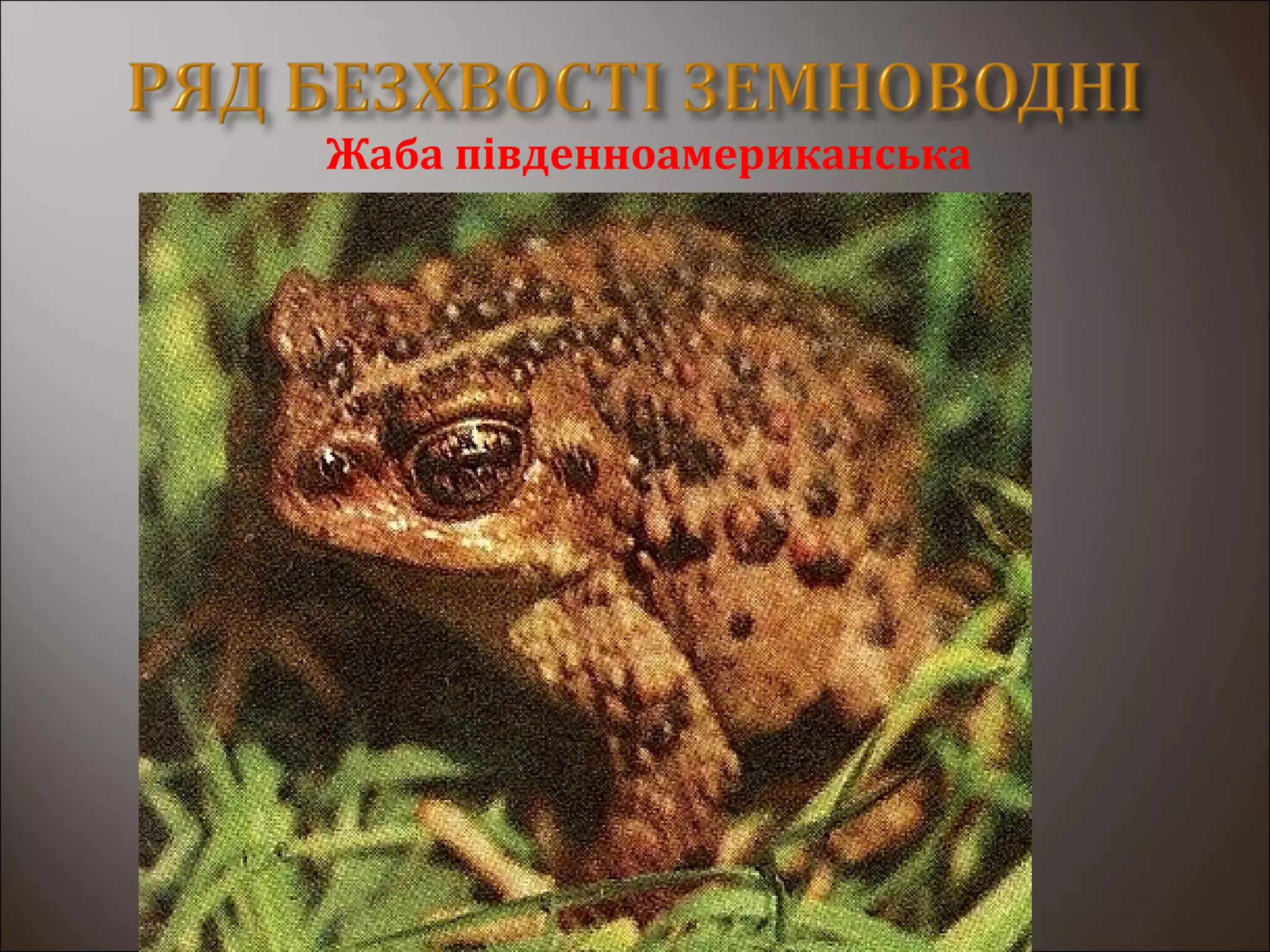 Жаба південноамериканська
 