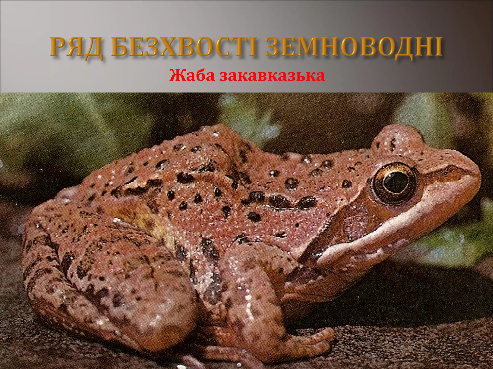 Жаба закавказька
 