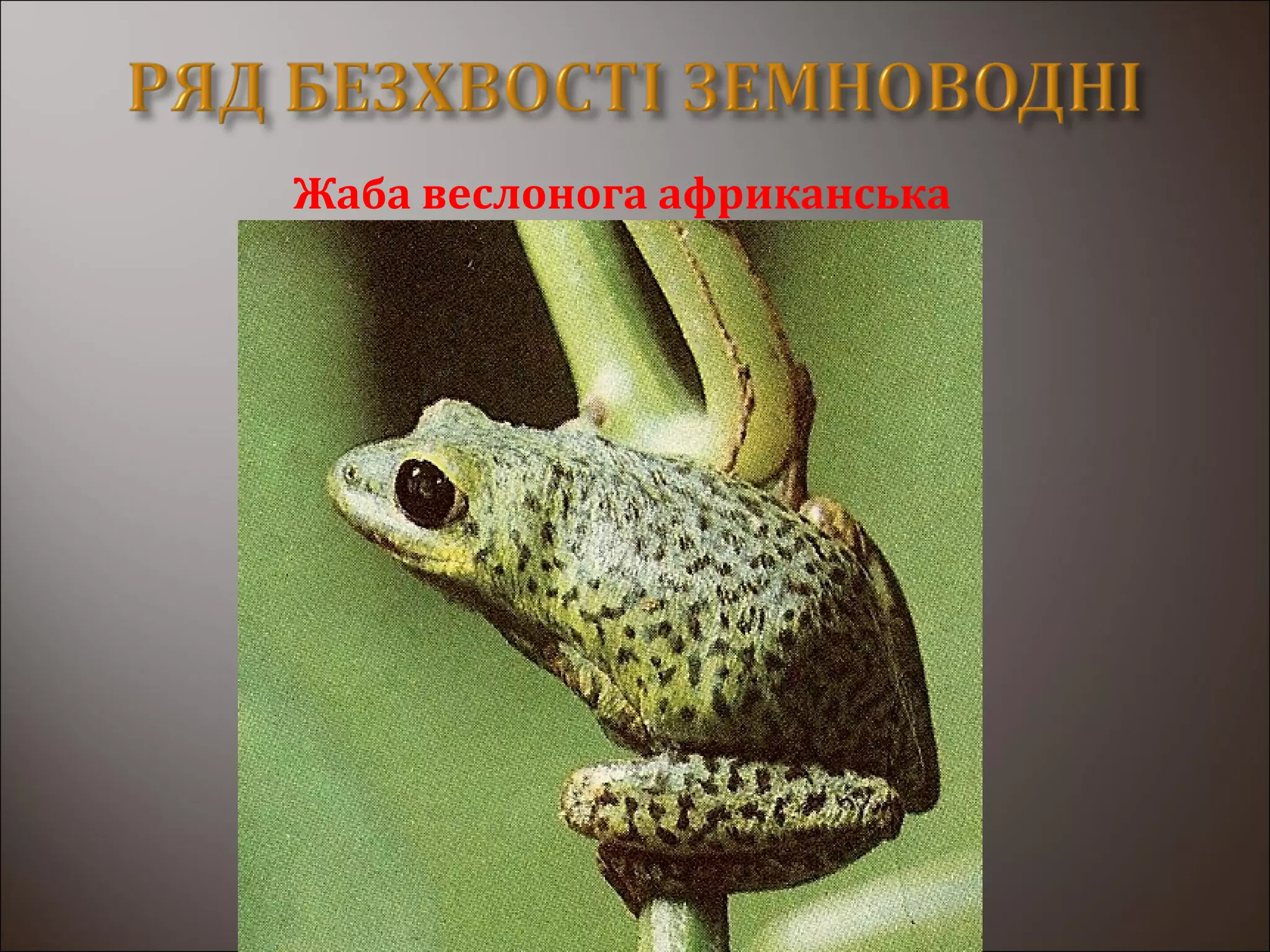 Жаба веслонога африканська
 