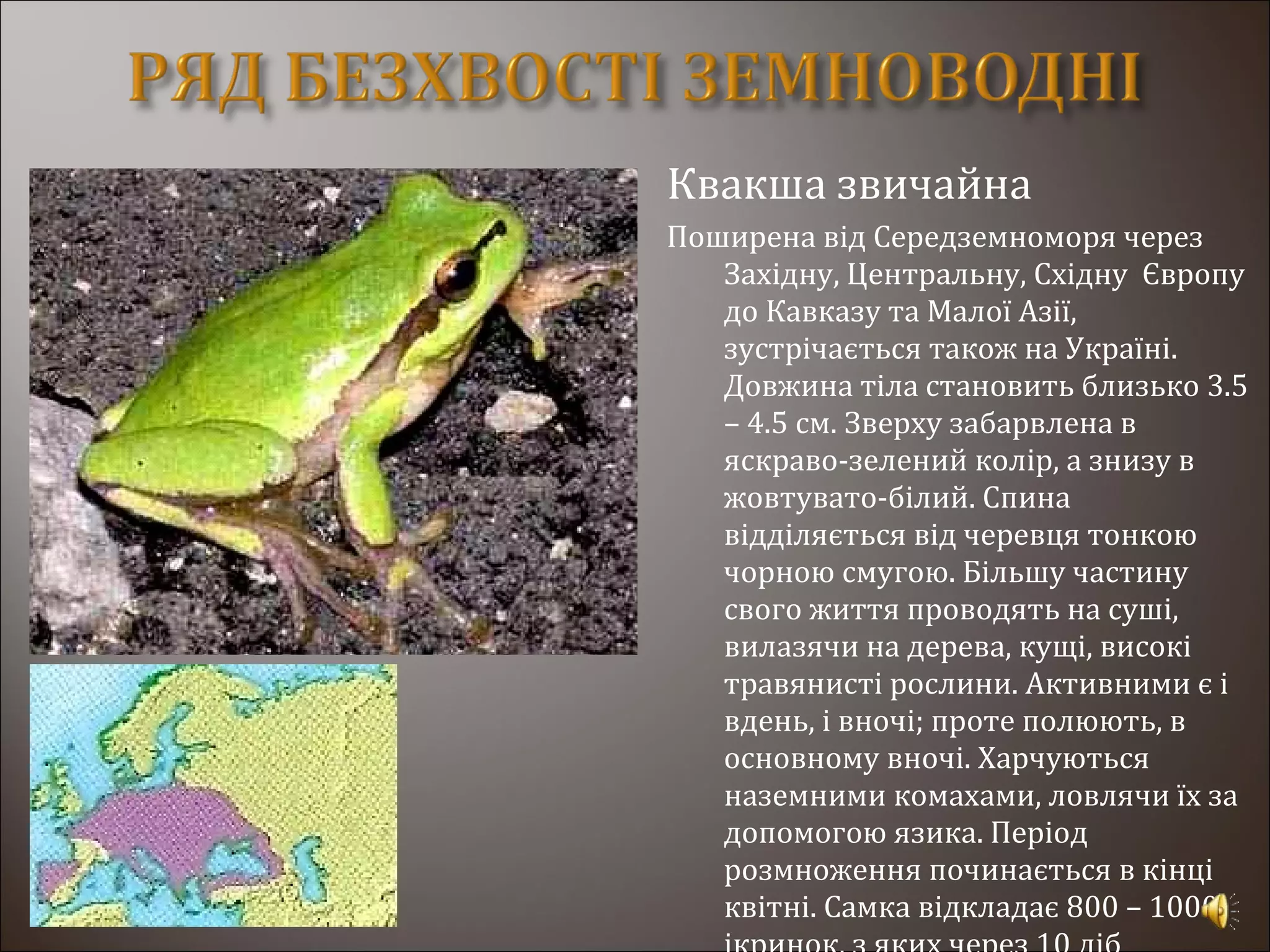 Квакша звичайна
Поширена від Середземноморя через
Західну, Центральну, Східну Європу
до Кавказу та Малої Азії,
зустрічається також на Україні.
Довжина тіла становить близько 3.5
– 4.5 см. Зверху забарвлена в
яскраво-зелений колір, а знизу в
жовтувато-білий. Спина
відділяється від черевця тонкою
чорною смугою. Більшу частину
свого життя проводять на суші,
вилазячи на дерева, кущі, високі
травянисті рослини. Активними є і
вдень, і вночі; проте полюють, в
основному вночі. Харчуються
наземними комахами, ловлячи їх за
допомогою язика. Період
розмноження починається в кінці
квітні. Самка відкладає 800 – 1000
 