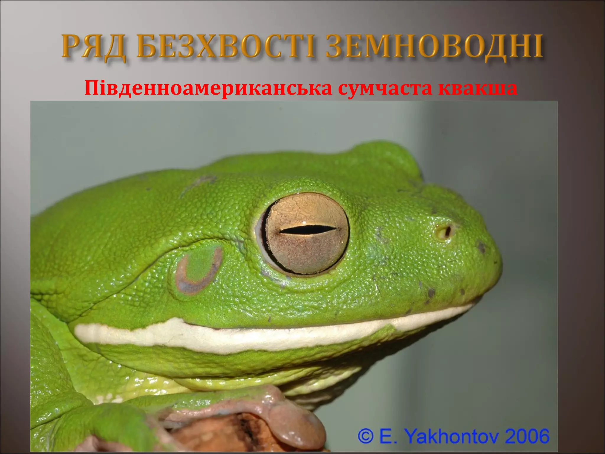 Південноамериканська сумчаста квакша
 