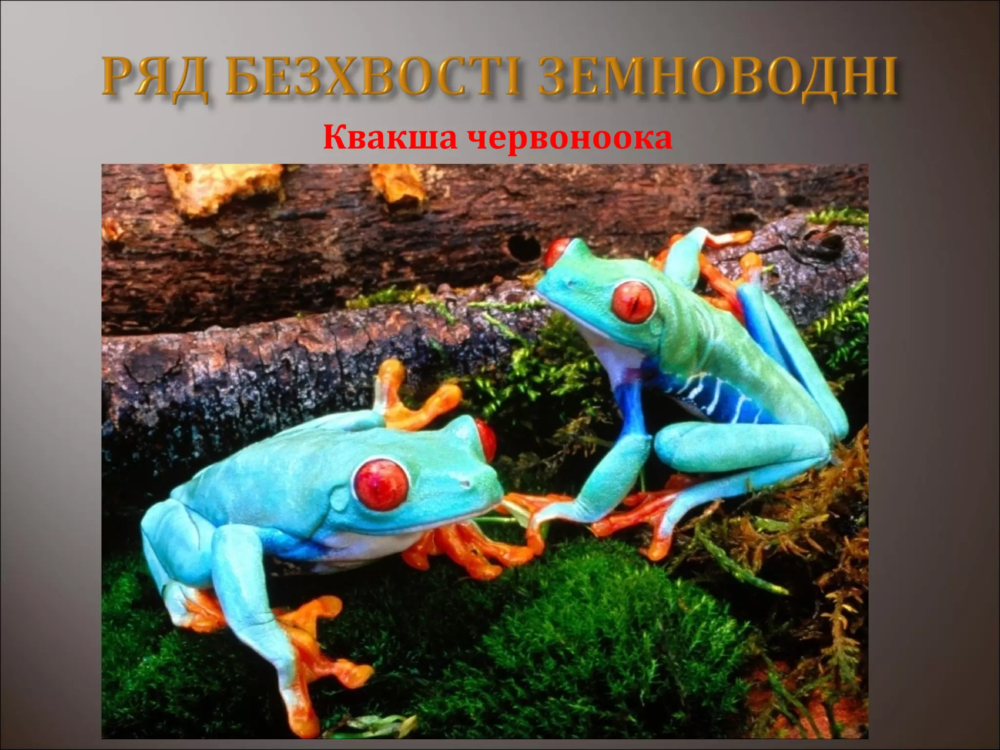 Квакша червоноока
 