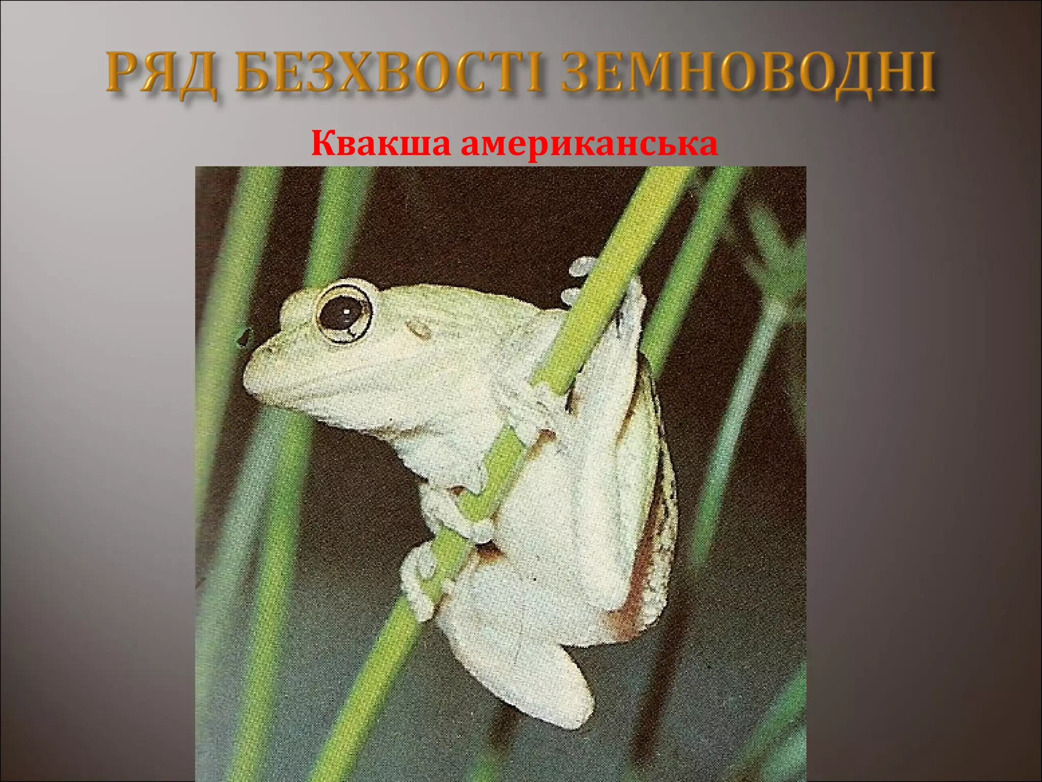 Квакша американська
 