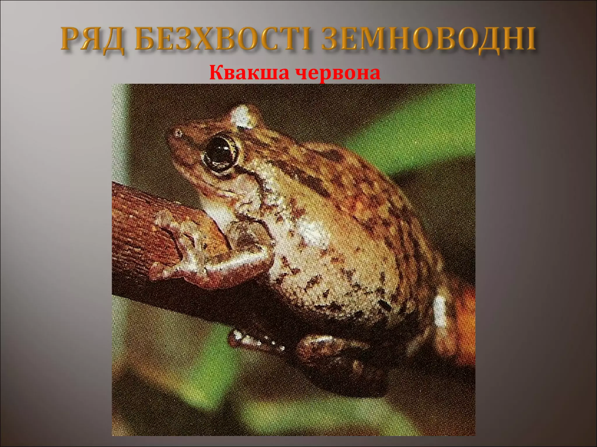 Квакша червона
 