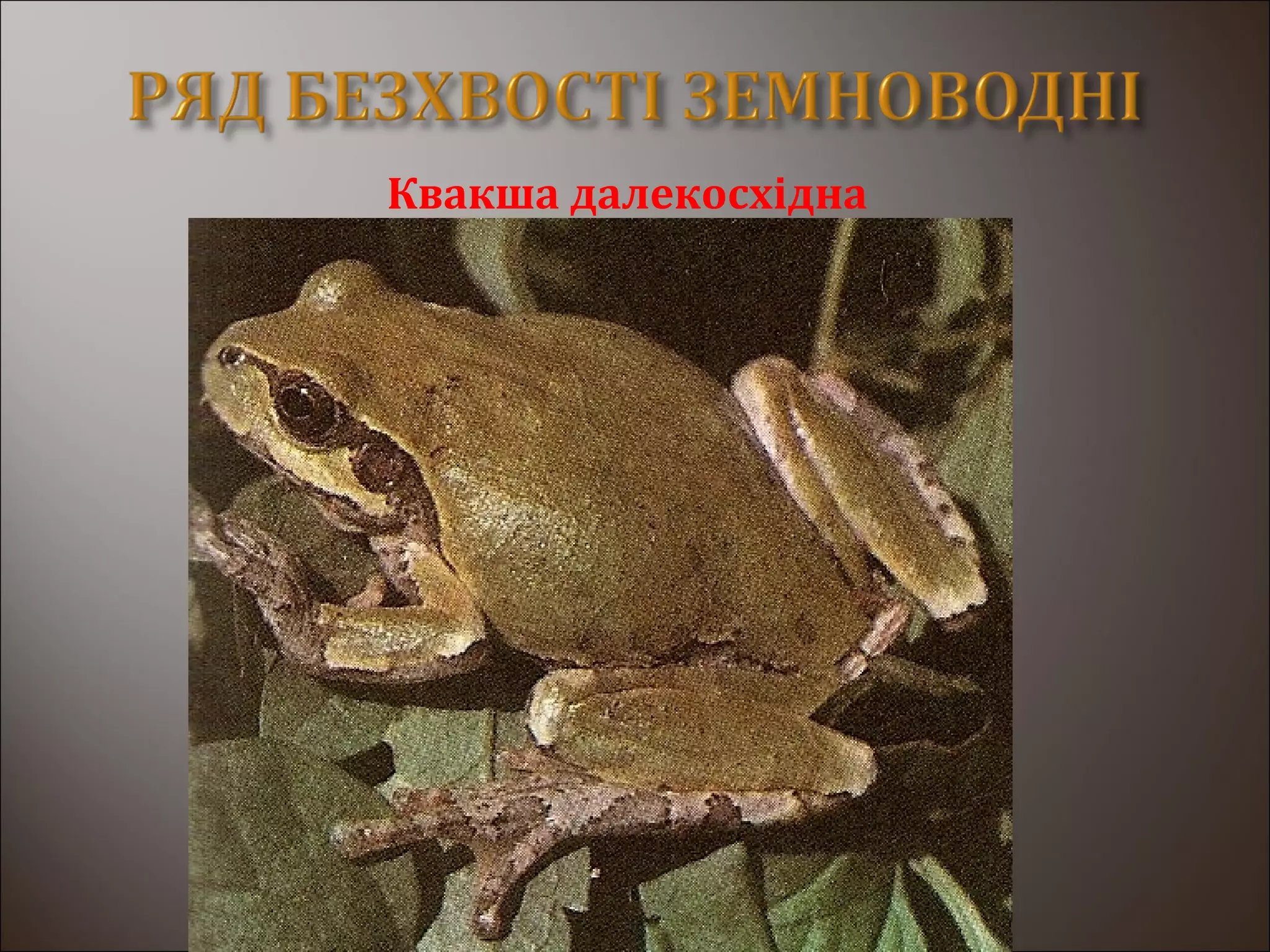 Квакша далекосхідна
 