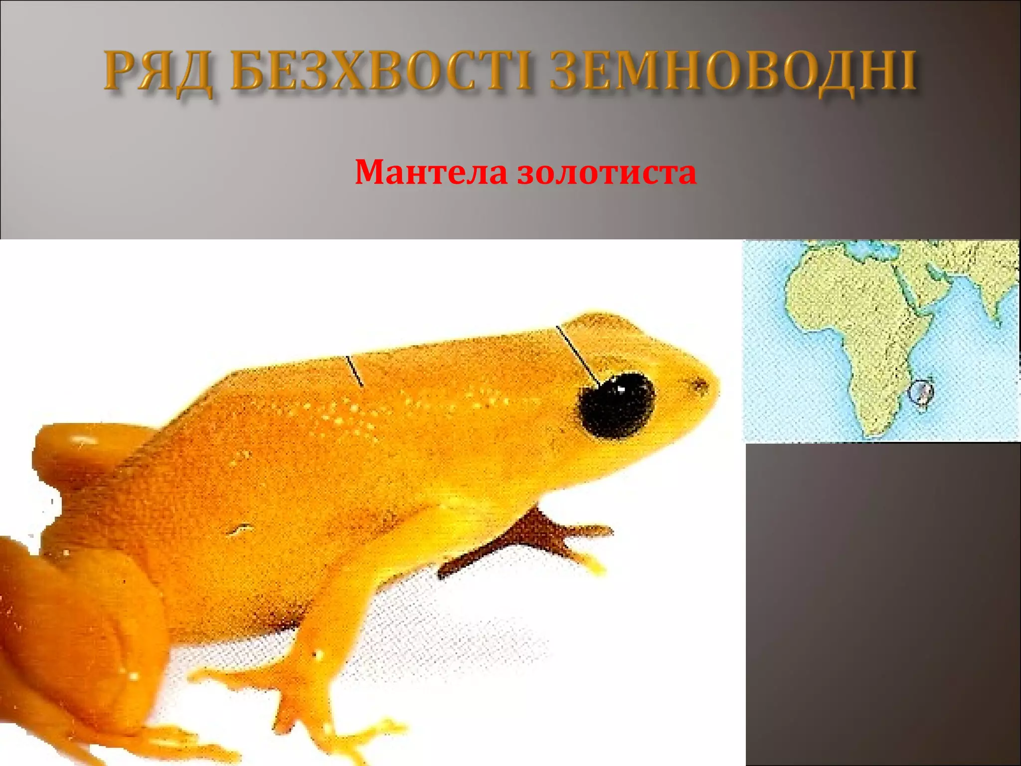 Мантела золотиста
 