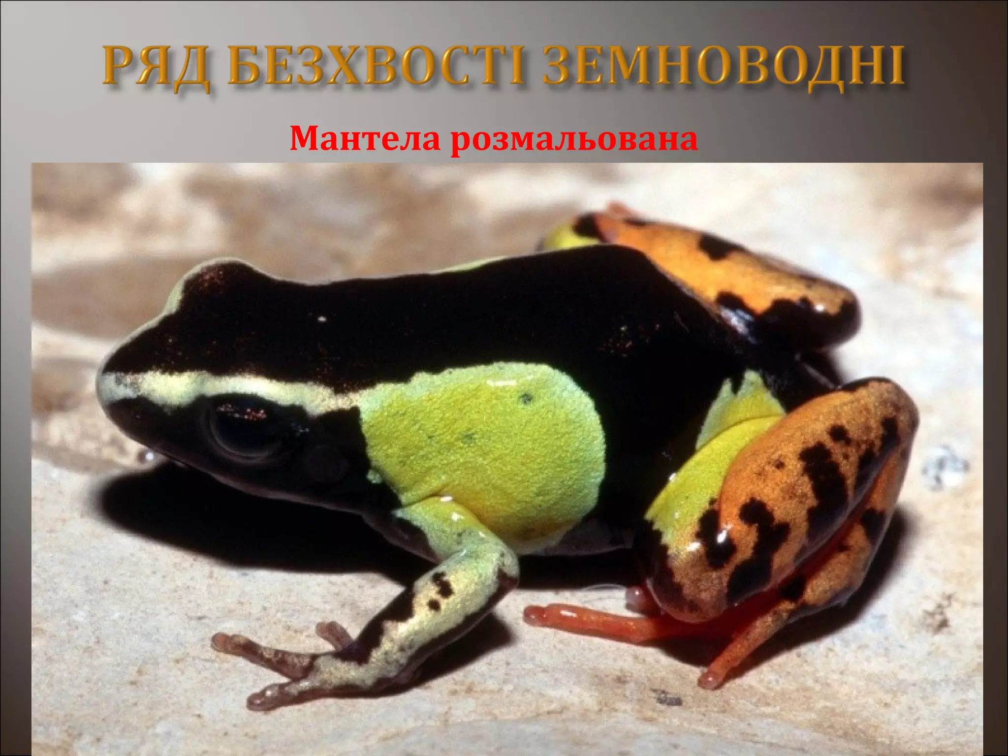 Мантела розмальована
 