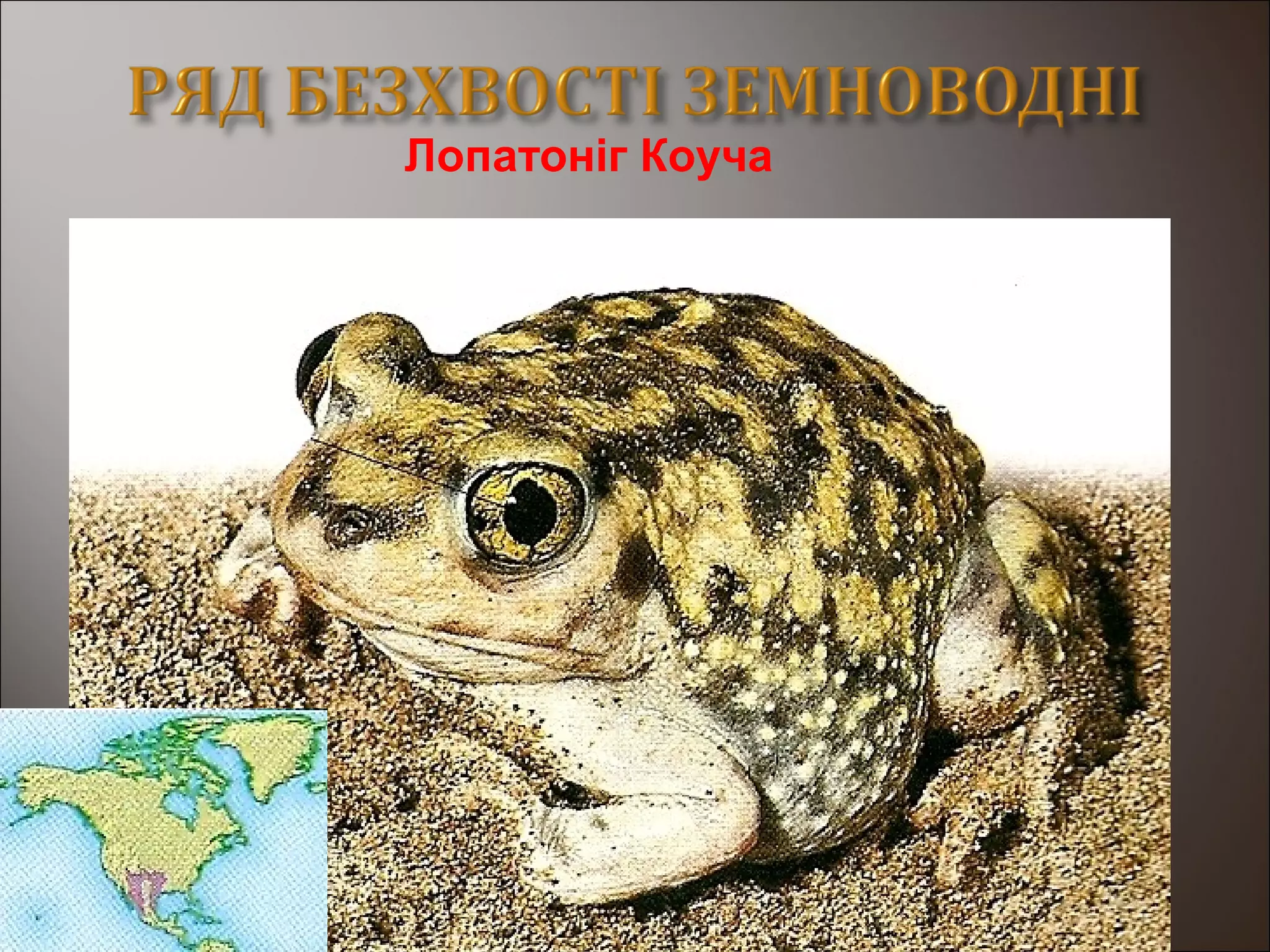 Лопатоніг Коуча
 