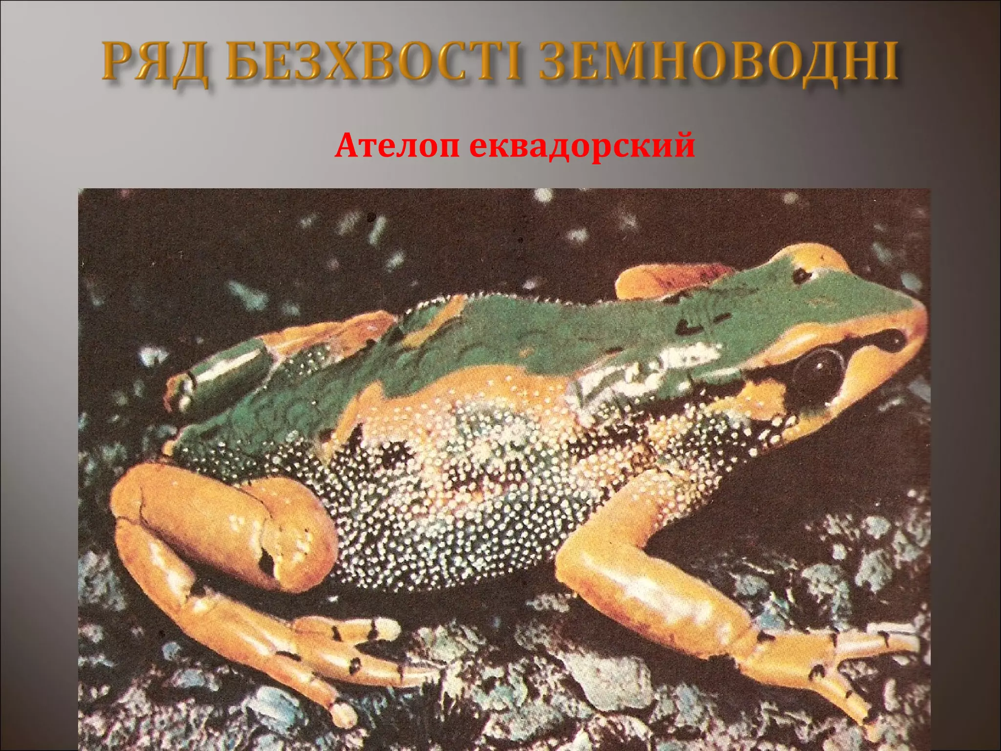 Ателоп еквадорский
 