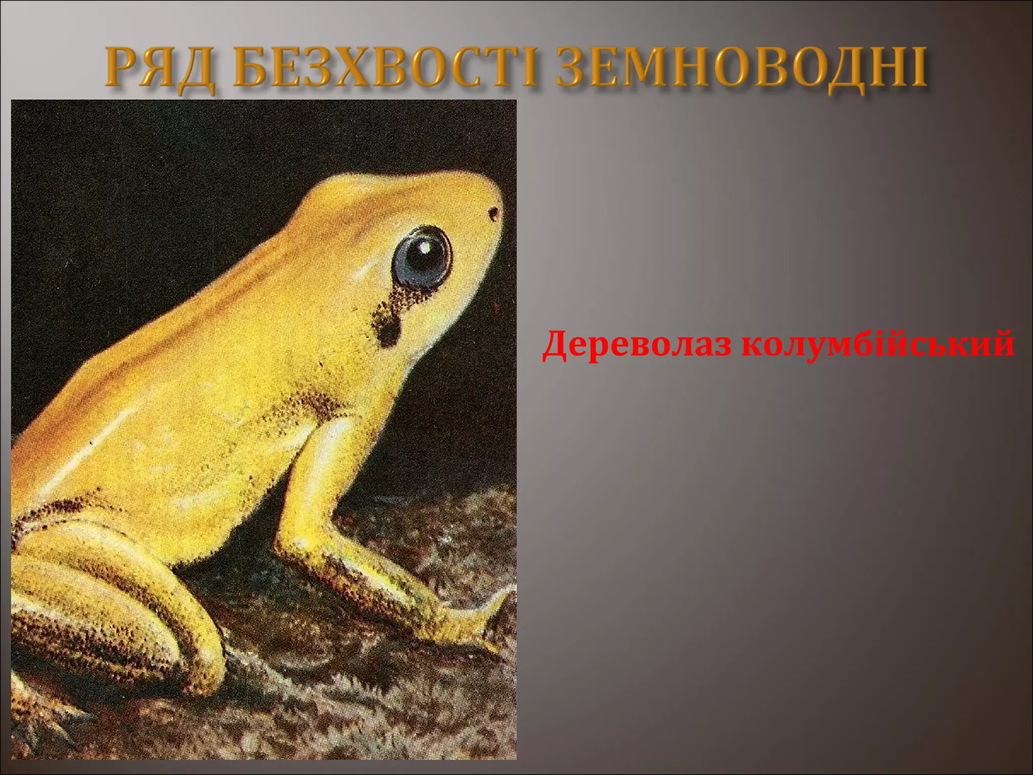 Дереволаз колумбійський
 