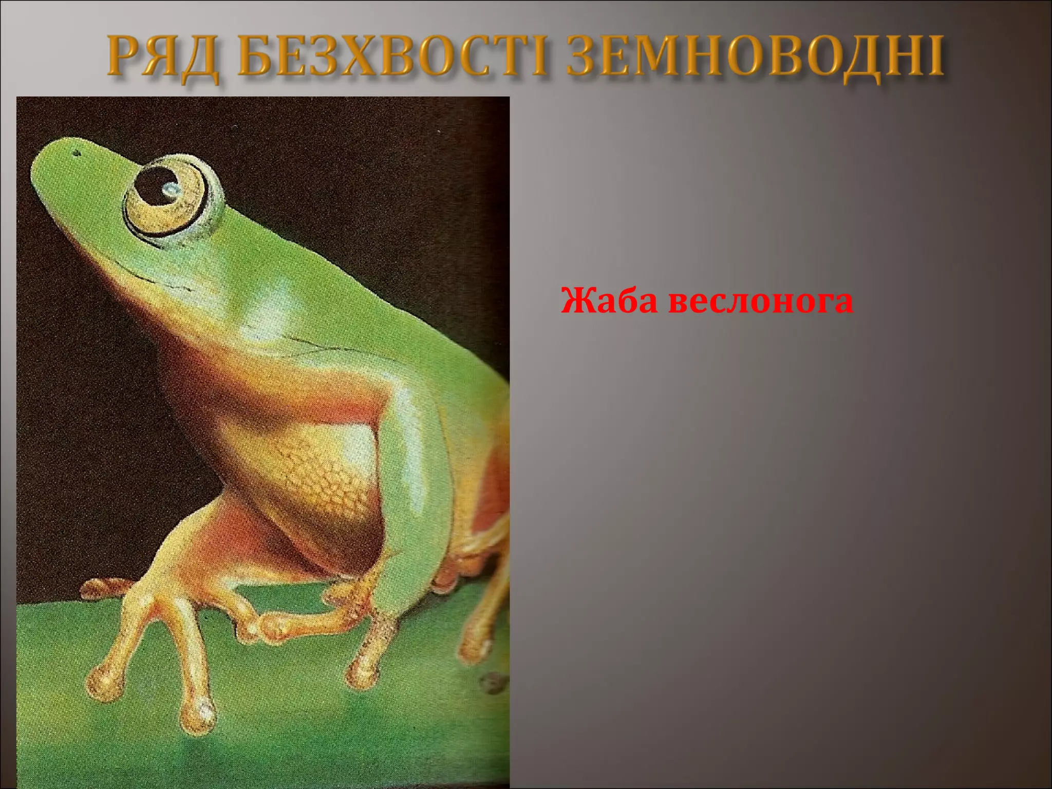 Жаба веслонога
 