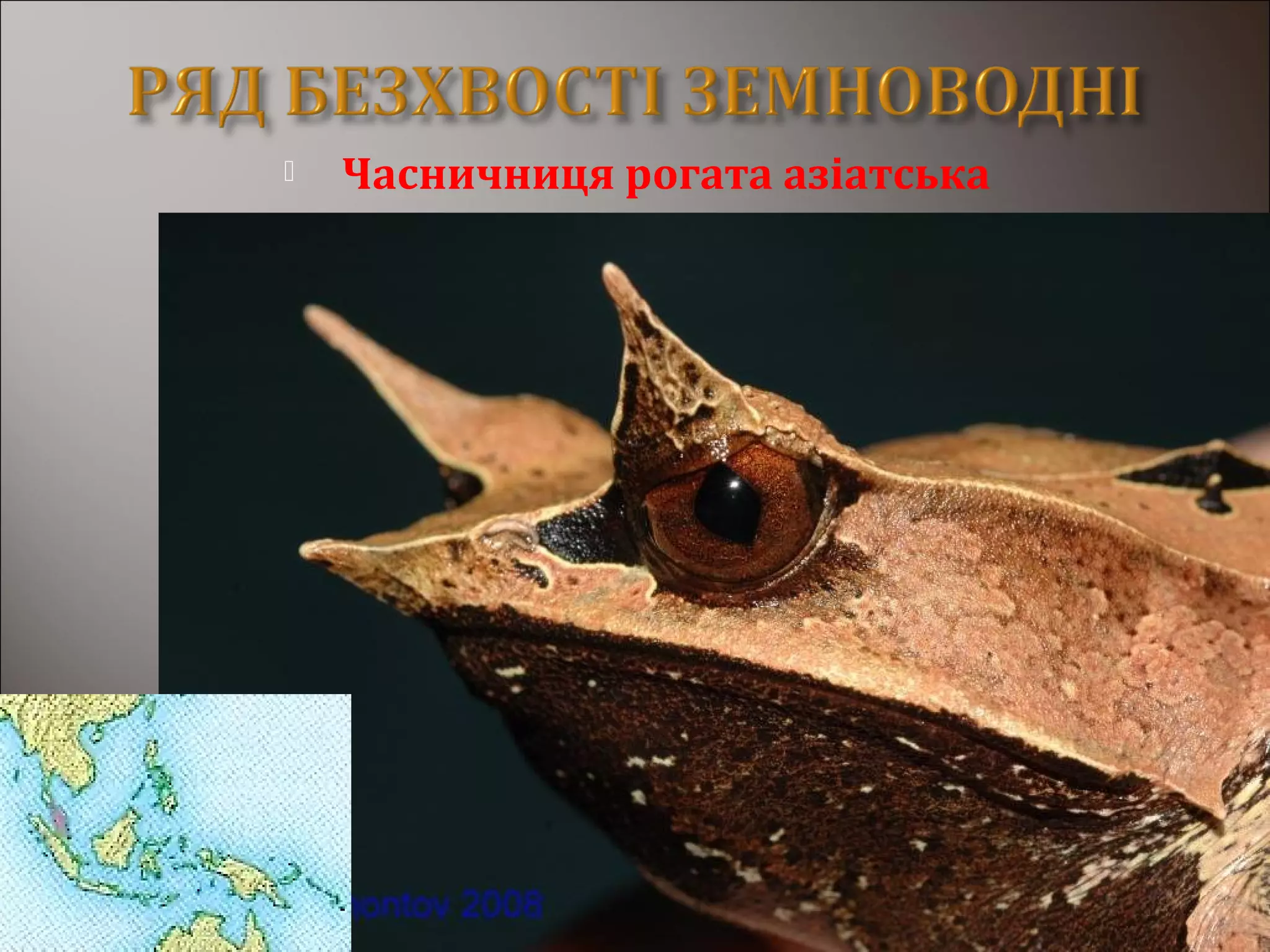  Часничниця рогата азіатська
 