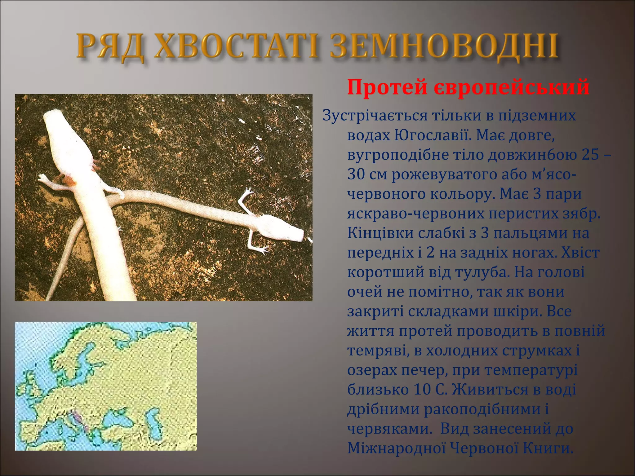 Протей європейський
Зустрічається тільки в підземних
водах Югославії. Має довге,
вугроподібне тіло довжин6ою 25 –
30 см рожевуватого або м’ясо-
червоного кольору. Має 3 пари
яскраво-червоних перистих зябр.
Кінцівки слабкі з 3 пальцями на
передніх і 2 на задніх ногах. Хвіст
коротший від тулуба. На голові
очей не помітно, так як вони
закриті складками шкіри. Все
життя протей проводить в повній
темряві, в холодних струмках і
озерах печер, при температурі
близько 10 С. Живиться в воді
дрібними ракоподібними і
червяками. Вид занесений до
Міжнародної Червоної Книги.
 