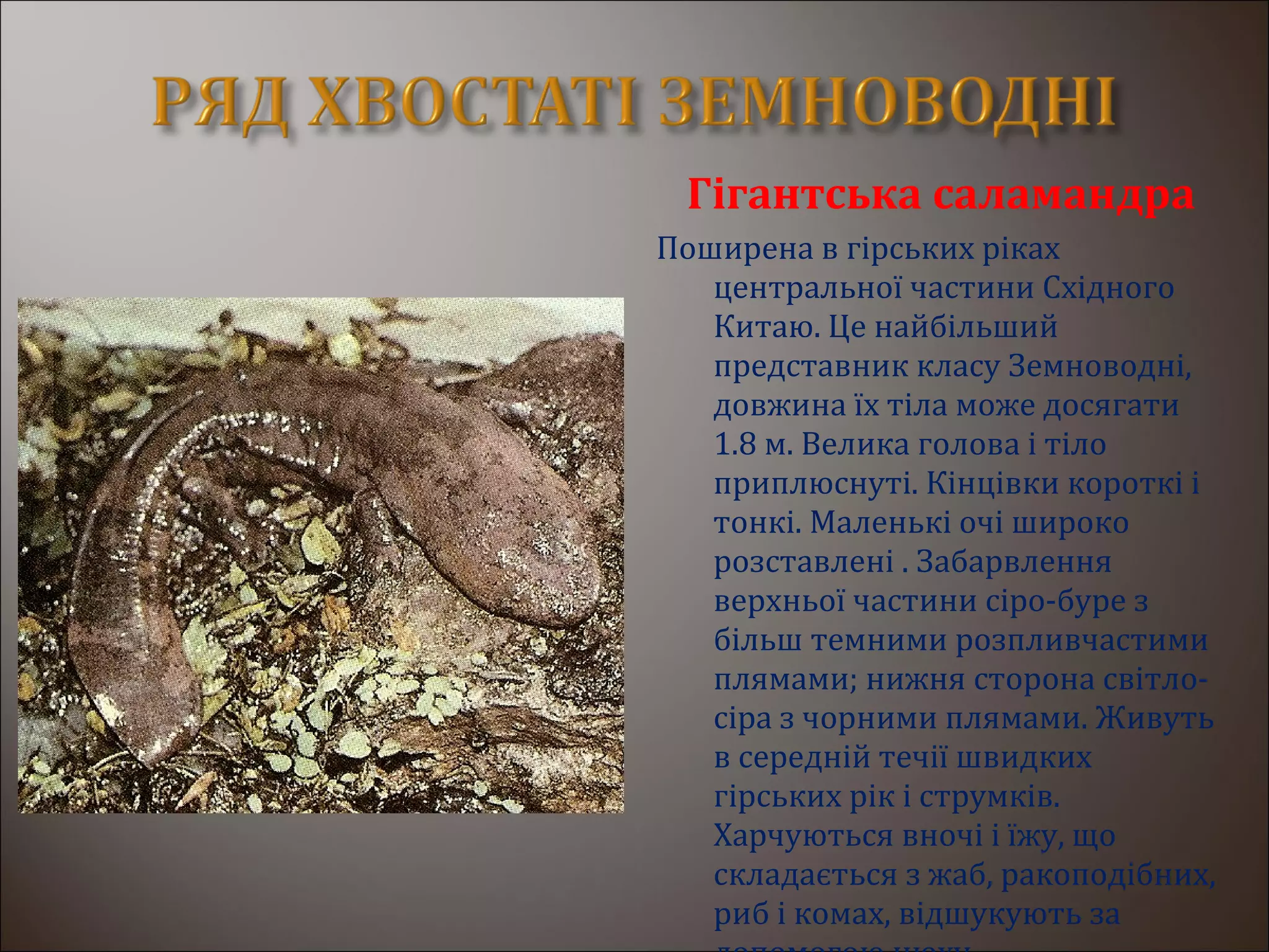 Гігантська саламандра
Поширена в гірських ріках
центральної частини Східного
Китаю. Це найбільший
представник класу Земноводні,
довжина їх тіла може досягати
1.8 м. Велика голова і тіло
приплюснуті. Кінцівки короткі і
тонкі. Маленькі очі широко
розставлені . Забарвлення
верхньої частини сіро-буре з
більш темними розпливчастими
плямами; нижня сторона світло-
сіра з чорними плямами. Живуть
в середній течії швидких
гірських рік і струмків.
Харчуються вночі і їжу, що
складається з жаб, ракоподібних,
риб і комах, відшукують за
 