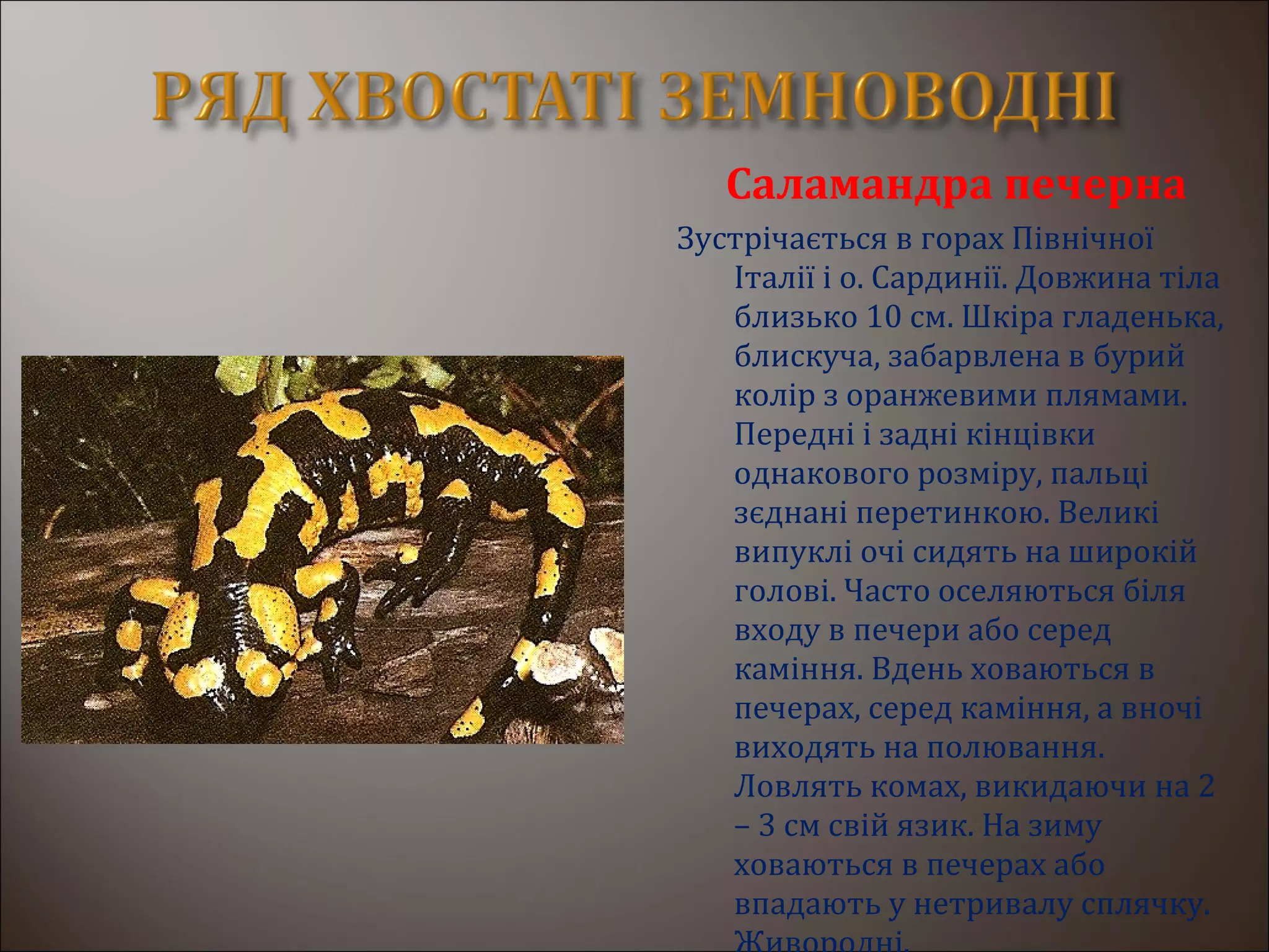 Саламандра печерна
Зустрічається в горах Північної
Італії і о. Сардинії. Довжина тіла
близько 10 см. Шкіра гладенька,
блискуча, забарвлена в бурий
колір з оранжевими плямами.
Передні і задні кінцівки
однакового розміру, пальці
зєднані перетинкою. Великі
випуклі очі сидять на широкій
голові. Часто оселяються біля
входу в печери або серед
каміння. Вдень ховаються в
печерах, серед каміння, а вночі
виходять на полювання.
Ловлять комах, викидаючи на 2
– 3 см свій язик. На зиму
ховаються в печерах або
впадають у нетривалу сплячку.
 