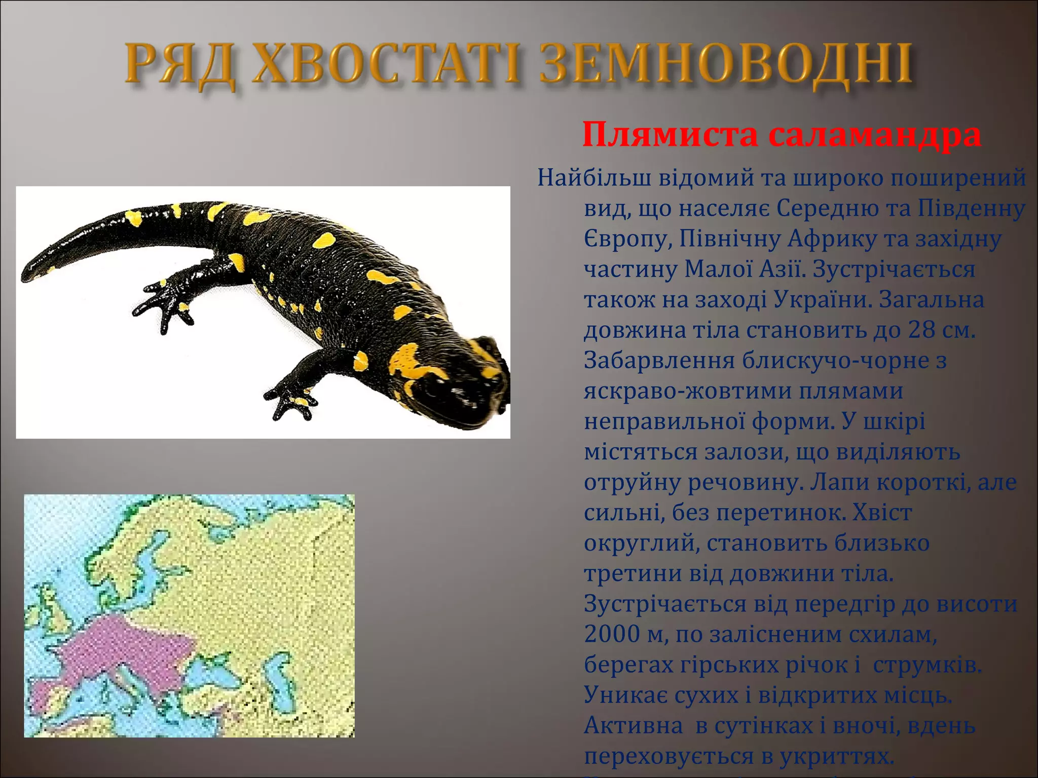 Плямиста саламандра
Найбільш відомий та широко поширений
вид, що населяє Середню та Південну
Європу, Північну Африку та західну
частину Малої Азії. Зустрічається
також на заході України. Загальна
довжина тіла становить до 28 см.
Забарвлення блискучо-чорне з
яскраво-жовтими плямами
неправильної форми. У шкірі
містяться залози, що виділяють
отруйну речовину. Лапи короткі, але
сильні, без перетинок. Хвіст
округлий, становить близько
третини від довжини тіла.
Зустрічається від передгір до висоти
2000 м, по залісненим схилам,
берегах гірських річок і струмків.
Уникає сухих і відкритих місць.
Активна в сутінках і вночі, вдень
переховується в укриттях.
 