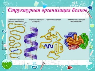 Структурная организация белков
 