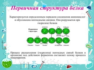 Первичная структура белка
Процесс расщепления (гидролиза) пептидных связей белков в
организме под действием ферментов составляет основу процесса
пищеварения.
.
Характеризуется определенным порядком соединения аминокислот
и обусловлена пептидными связями. Она разрушается при
гидролизе белков
 