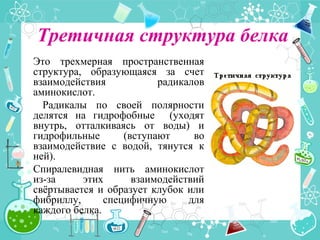 Третичная структура белка
Это трехмерная пространственная
структура, образующаяся за счет
взаимодействия радикалов
аминокислот.
Радикалы по своей полярности
делятся на гидрофобные (уходят
внутрь, отталкиваясь от воды) и
гидрофильные (вступают во
взаимодействие с водой, тянутся к
ней).
Спиралевидная нить аминокислот
из-за этих взаимодействий
свёртывается и образует клубок или
фибриллу, специфичную для
каждого белка.
 