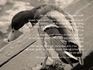 ‫לא‬‫היו‬‫מאושרים‬‫שלושת‬‫הברוזונים‬‫על‬‫היבשה‬.
‫הם‬‫לשכש‬ ‫אהבו‬‫במים‬.‫אבל‬‫איפה‬‫ראיתם‬‫תרנגול‬‫משכש‬
‫במים‬?‫וגם‬‫תרנגולים‬ ‫אוכל‬‫לא‬‫אהבו‬‫הברוזונים‬.‫ושנאה‬‫עוד‬
‫יותר‬‫גדולה‬‫שנאו‬‫ההליכה‬ ‫את‬‫התרנגולית‬‫ואת‬‫קריאות‬‫ה-"קו‬-
‫קו‬-"!‫ריקו‬
‫"אבל‬‫אמא‬",‫אמרו‬‫לה‬‫בתחינה‬"‫איננו‬‫רוצים‬‫להיות‬
‫תרנגולים‬.‫אנחנו‬‫מעדיפים‬‫להיות‬‫ברוזונים‬.‫גא‬-.‫גא‬‫למה‬‫לא‬
‫נשוב‬‫לאגם‬‫היפה‬"?‫שלנו‬
‫שקט‬"!‫גערה‬‫בהם‬‫אמא‬-‫ברוזה‬" .‫אני‬‫יודעת‬‫מה‬‫יאה‬‫ומה‬
‫נאה‬‫לגוזלים‬‫מוכשרים‬‫כמוכם‬.‫ואל‬‫תגידו‬‫גא‬ ‫עוד‬-‫גא‬.‫קו‬ ‫תגידו‬-
‫קו‬-‫ריקו‬‫כמו‬."‫שלמדתם‬
" ‫כן‬,‫אמא‬",‫הרכינו‬‫הברוזונים‬‫ראשיהם‬" .‫קו‬-‫קו‬-‫ריקו‬ "
 