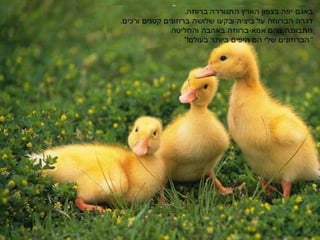 ‫ברווזה‬ ‫התגוררה‬ ‫הארץ‬ ‫בצפון‬ ‫יפה‬ ‫באגם‬.
‫ורכים‬ ‫קטנים‬ ‫ברוזונים‬ ‫שלושה‬ ‫ובקעו‬ ‫ביציה‬ ‫על‬ ‫הברווזה‬ ‫דגרה‬.
‫אמא‬ ‫בהם‬ ‫התבוננה‬-‫והחליטה‬ ‫באהבה‬ ‫ברווזה‬
“ ‫בעולם‬ ‫ביותר‬ ‫היפים‬ ‫הם‬ ‫שלי‬ ‫הברוזונים‬! "
 