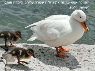 ‫האכילה‬‫אמא‬-‫ברוזה‬‫את‬‫גוזליה‬‫שמרה‬‫עליהם‬‫אותם‬ ‫ולימדה‬
‫לשחות‬.‫וללכת‬
 