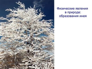 Физические явления
в природе:
образования инея
 