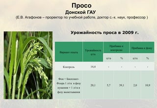 Просо   Донской ГАУ    (Е.В. Агафонов – проректор по учебной работе, доктор с.-х. наук, профессор ) Урожайность проса в 2009 г. Вариант опыта Урожайность ц/га Прибавка к контролю Прибавка к фону ц/га % ц/га % Контроль 14,4 - - - - Фон + Биоплант-Флора 1 л/га  в фазу кущения + 1 л/га в фазу выметывания 20,1 5,7 39,1 2,0 10,9 