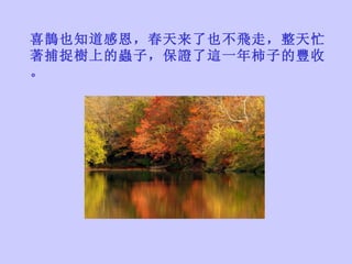 喜鵲 也知道 感恩 ， 春天 来了 也不飛走 ， 整天忙著捕捉樹上的蟲子 ， 保證了這一年柿子的豐收 。 