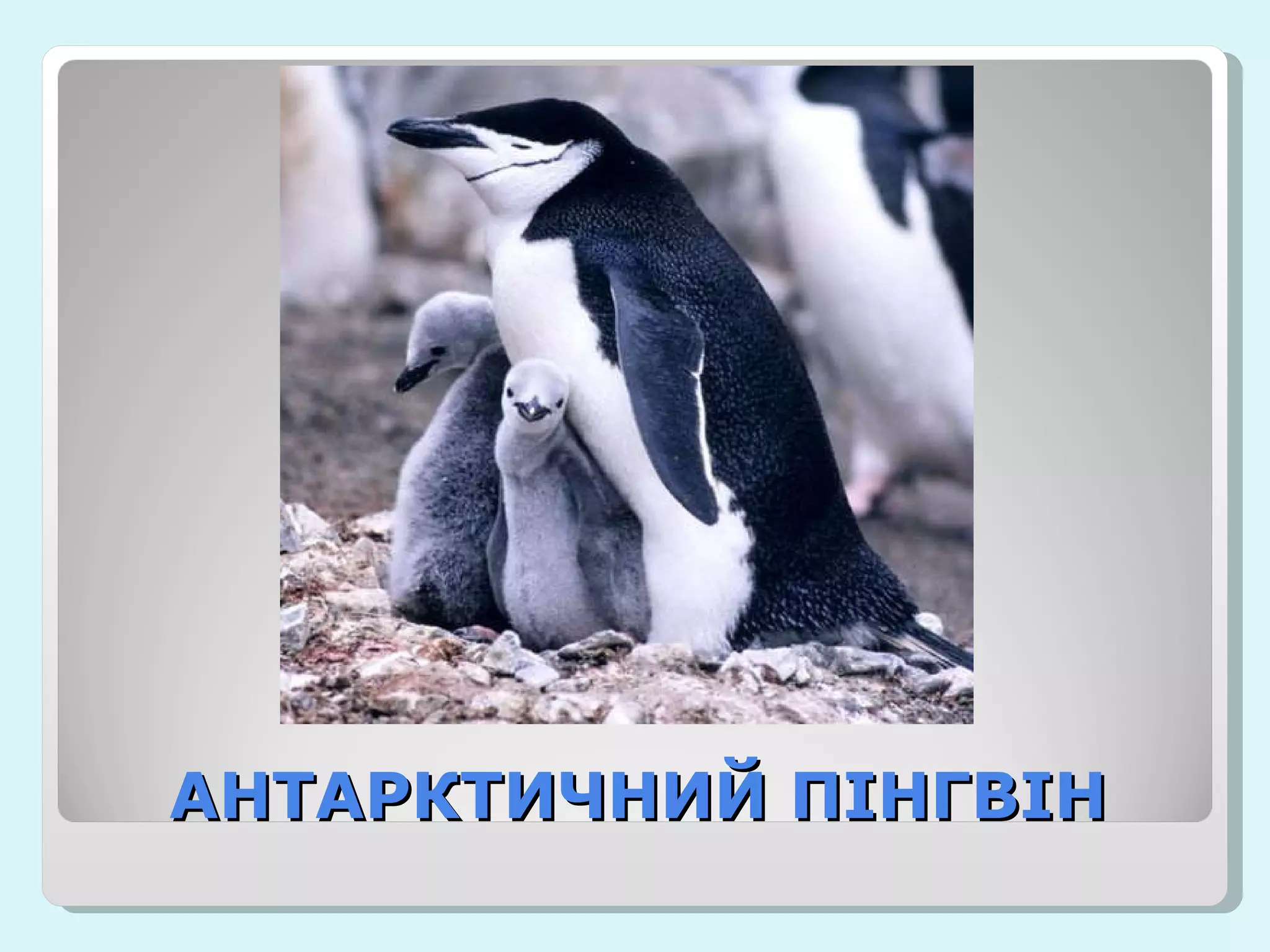 АНТАРКТИЧНИЙ ПІНГВІН 