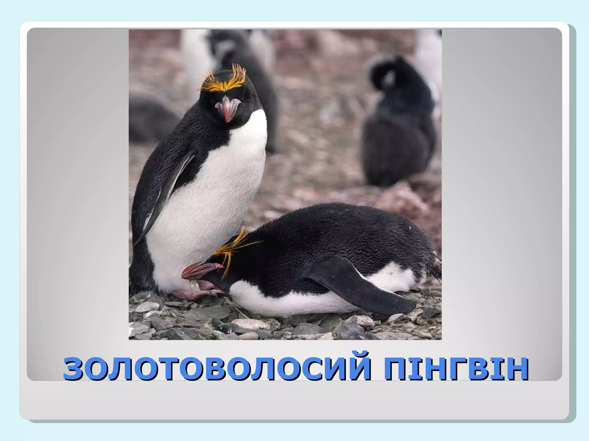 ЗОЛОТОВОЛОСИЙ ПІНГВІН 