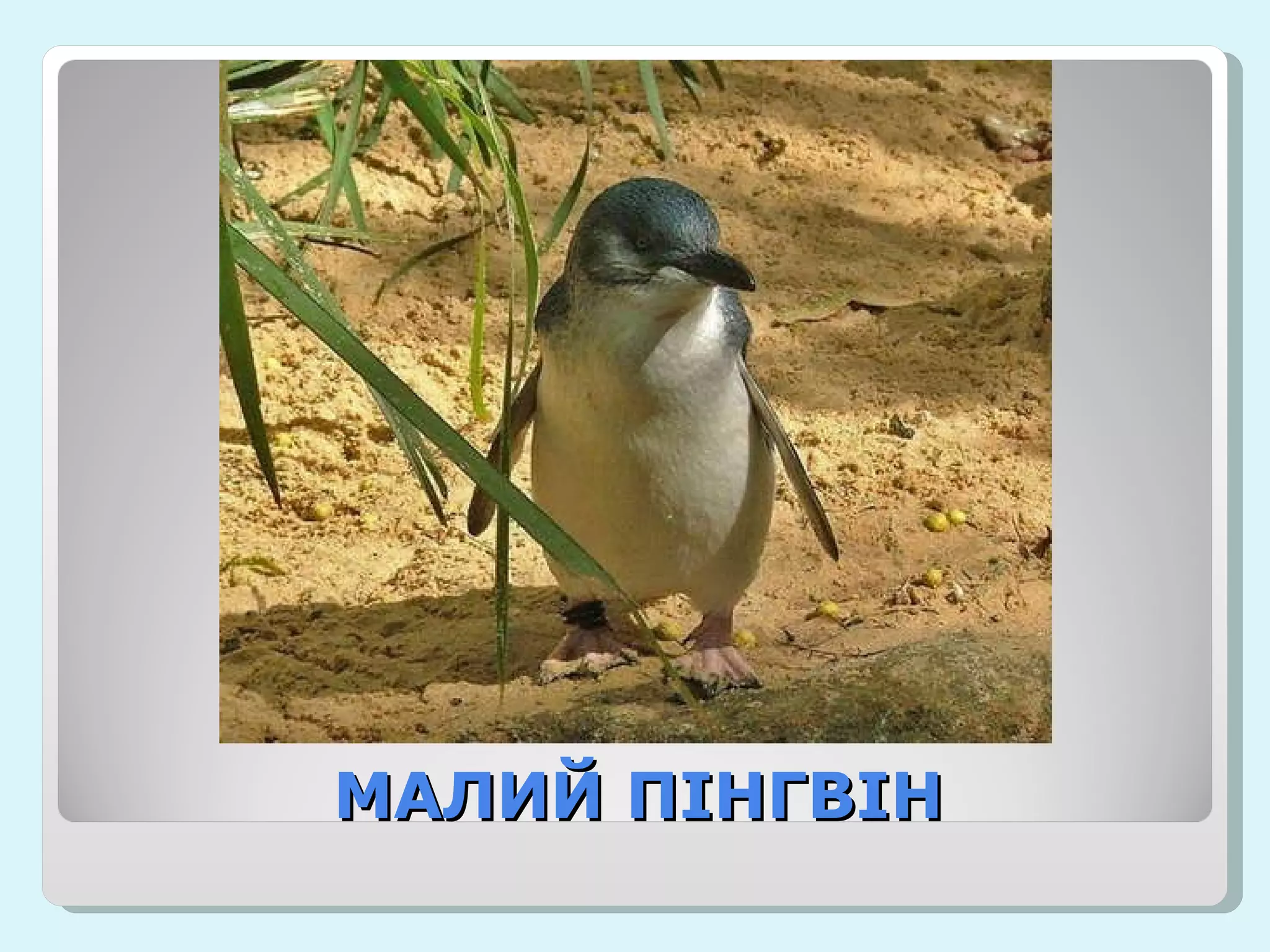 МАЛИЙ ПІНГВІН 