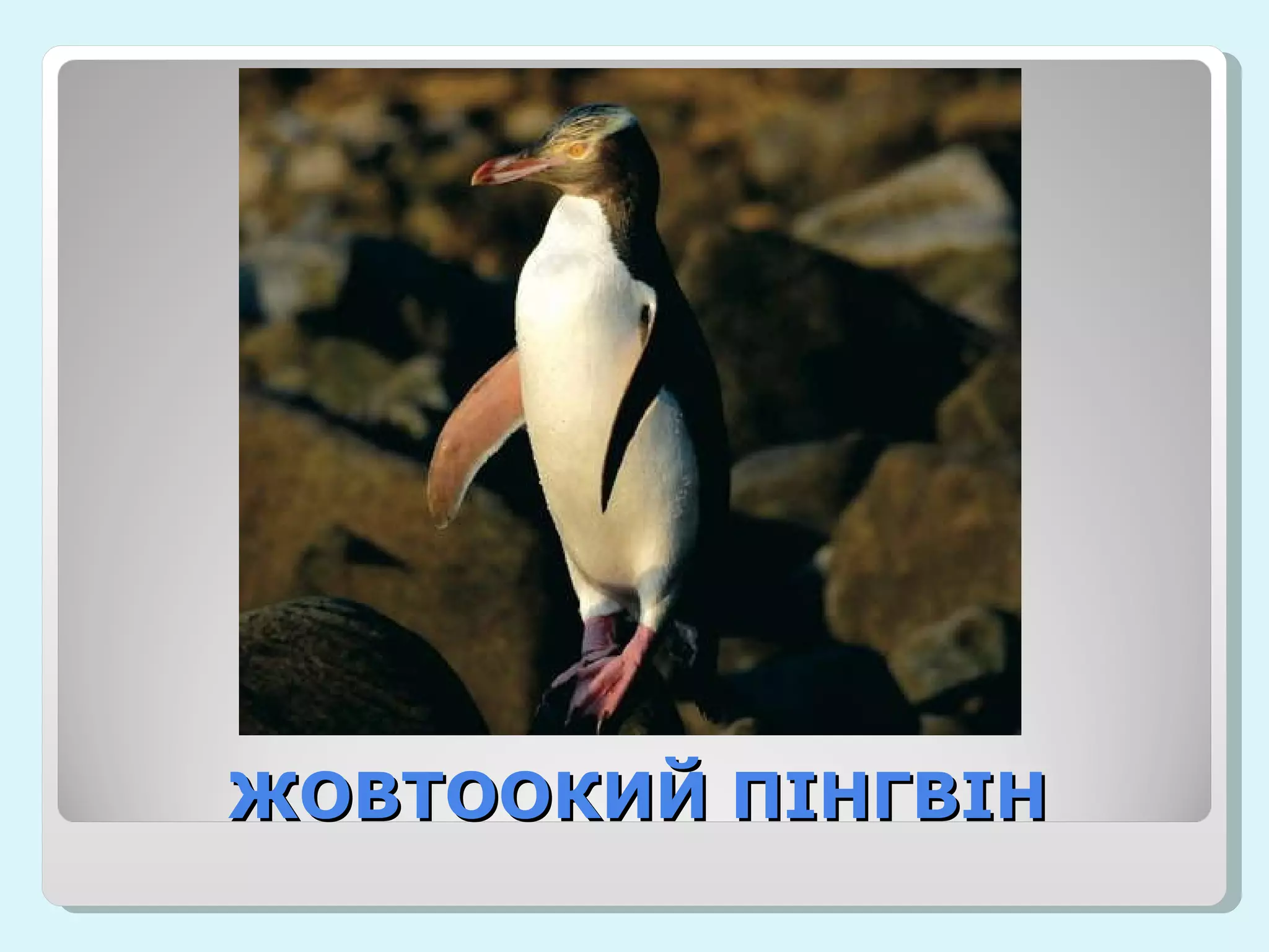 ЖОВТООКИЙ ПІНГВІН 