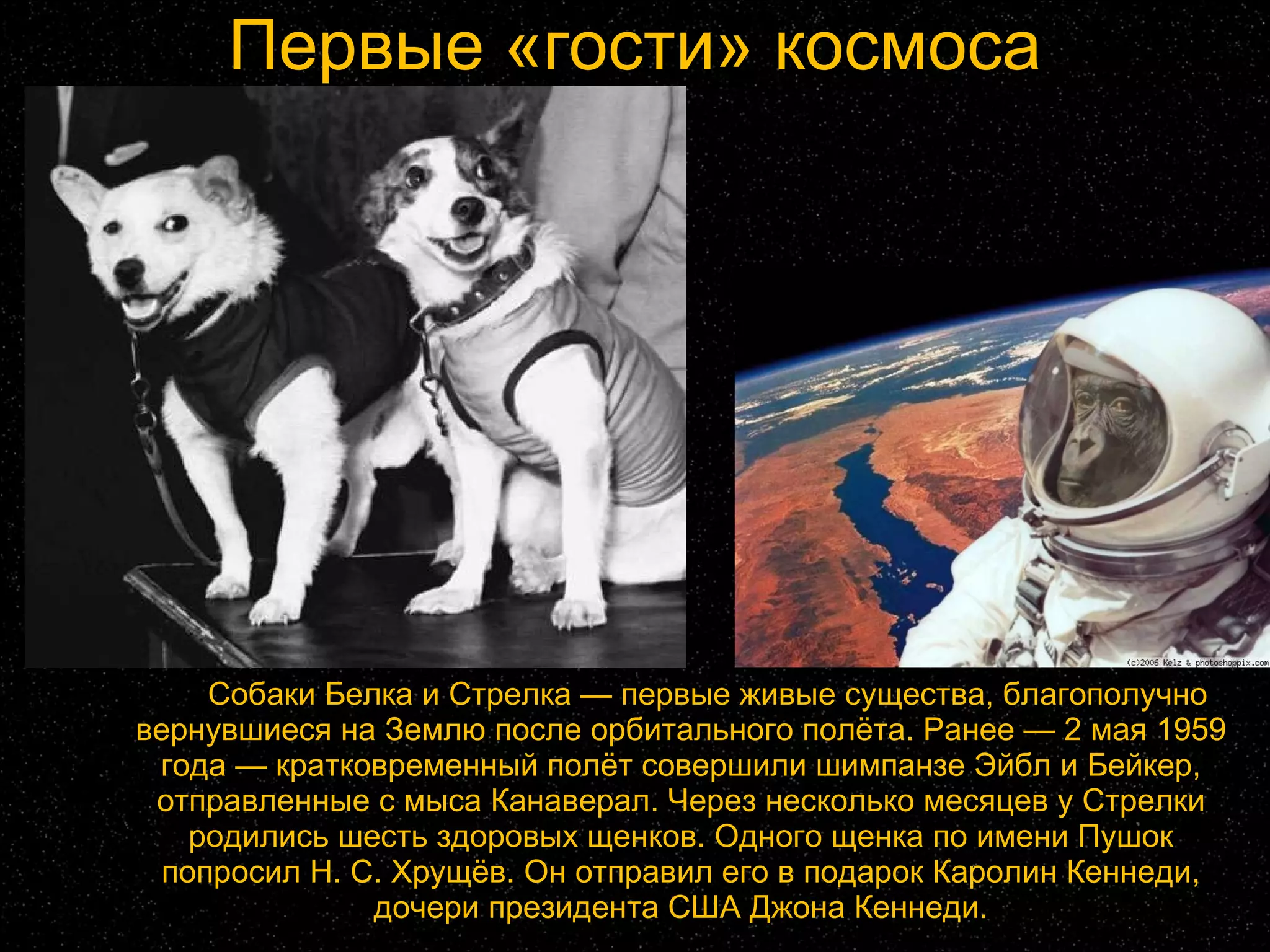 Первые «гости» космоса   Собаки Белка и Стрелка — первые живые существа, благополучно вернувшиеся на Землю после орбитального полёта. Ранее — 2 мая 1959 года — кратковременный полёт совершили шимпанзе Эйбл и Бейкер, отправленные с мыса Канаверал. Через несколько месяцев у Стрелки родились шесть здоровых щенков. Одного щенка по имени Пушок попросил Н. С. Хрущёв. Он отправил его в подарок Каролин Кеннеди, дочери президента США Джона Кеннеди. 