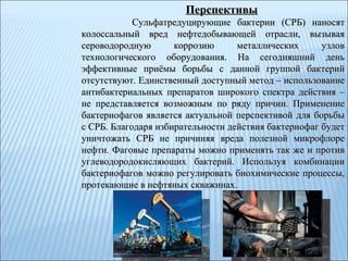 Перспективы Сульфатредуцирующие бактерии (СРБ) наносят колоссальный вред нефтедобывающей отрасли, вызывая сероводородную коррозию металлических узлов технологического оборудования. На сегодняшний день эффективные приёмы борьбы с данной группой бактерий отсутствуют. Единственный доступный метод – использование антибактериальных препаратов широкого спектра действия   – не представляется возможным по ряду причин. Применение бактериофагов является актуальной перспективой для борьбы с СРБ. Благодаря избирательности действия бактериофаг будет уничтожать СРБ не причиняя вреда полезной микрофлоре нефти. Фаговые препараты можно применять так же и против углеводородокисляющих бактерий. Используя комбинации бактериофагов можно регулировать биохимические процессы, протекающие в нефтяных скважинах. 