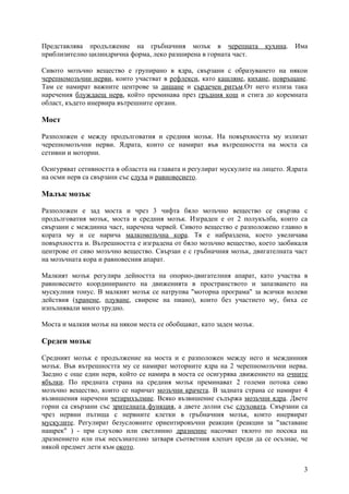 Представлява продължение на гръбначния мозък в черепната              кухина. Има
приблизително цилиндрична форма, леко разширена в горната част.

Сивото мозъчно вещество е групирано в ядра, свързани с образуването на някои
черепномозъчни нерви, които участват в рефлекси, като кашляне, кихане, повръщане.
Там се намират важните центрове за дишане и сърдечен ритъм.От него излиза така
наречения блуждаещ нерв, който преминава през гръдния кош и стига до коремната
област, където инервира вътрешните органи.

Мост

Разположен е между продълговатия и средния мозък. На повърхността му излизат
черепномозъчни нерви. Ядрата, които се намират във вътрешността на моста са
сетивни и моторни.

Осигуряват сетивността в областта на главата и регулират мускулите на лицето. Ядрата
на осми нерв са свързани със слуха и равновесието.

Малък мозък

Разположен е зад моста и чрез 3 чифта бяло мозъчно вещество се свързва с
продълговатия мозък, моста и средния мозък. Изграден е от 2 полукълба, които са
свързани с междинна част, наречена червей. Сивото вещество е разположено главно в
кората му и се нарича малкомозъчна кора. Тя е набраздена, което увеличава
повърхността и. Вътрешността е изградена от бяло мозъчно вещество, което заобикаля
центрове от сиво мозъчно вещество. Свързан е с гръбначния мозък, двигателната част
на мозъчната кора и равновесния апарат.

Малкият мозък регулира дейността на опорно-двигателния апарат, като участва в
равновесието координирането на движенията в пространството и запазването на
мускулния тонус. В малкият мозък се натрупва "моторна програма" за всички волеви
действия (хранене, плуване, свирене на пиано), които без участието му, биха се
изпълнявали много трудно.

Моста и малкия мозък на някои места се обобщават, като заден мозък.

Среден мозък

Средният мозък е продължение на моста и е разположен между него и междинния
мозък. Във вътрешността му се намират моторните ядра на 2 черепномозъчни нерва.
Заедно с още един нерв, който се намира в моста се осигурява движението на очните
ябълки. По предната страна на средния мозък преминават 2 големи потока сиво
мозъчно вещество, които се наричат мозъчни крачета. В задната страна се намират 4
възвишения наречени четирихълмие. Всяко възвишение съдържа мозъчни ядра. Двете
горни са свързани със зрителната функция, а двете долни със слуховата. Свързани са
чрез нервни пътища с нервните клетки в гръбначния мозък, които инервират
мускулите. Регулират безусловните ориентировъчни реакции (реакции за "заставане
нащрек" ) - при слухово или светлинно дразнение насочват тялото по посока на
дразнението или пък несъзнателно затваря съответния клепач преди да се осъзнае, че
някой предмет лети към окото.


                                                                                  3
 