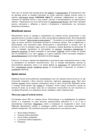 Тази част от мозъка има водеща роля при рибите и земноводните. В централната част
на средния мозък се намира струпване на тъмно оцветени нервни клетки, което се
нарича субстанция нигра (substantia nigra).Те изпращат информация до ядрата в
основата на крайния мозък и така взимат участие в контролирането на двигателната
дейност. Увреждането на тези клетки води до паркинсонова болест, при която треперят
ръцете, походката е забавена, а лицето е безизразно и масковидно, със затихнала
мимическа активност.

Междинен мозък

Междинният мозък се намира в сърцевината на главния мозък, разположен е след
средния мозък и е изцяло покрит от двете полукълба на крайния мозък. Към междинния
мозък се отнасят "двата хълма и подхълмието " . Хълмовете са съставени от множество
ядра, до които достигат възходящи пътища от сетивните органи. Там се обработват и
продължават към мозъчната кора. Подхълмието е разположено в долната част на
мозъка и в него се намират ядра, които са свързани с важни функции на организма. В
него се намират центровете за регулиране на апетита, телесната температура и
кръвното налягане. В някои центрове се синтезират хормони, които отиват до задния
дял на хипофизата и от там в кръвта ,а в други хормони, които постъпват направо в
кръвообращението и регулират функции на някои жлези.

Смята се, че заедно с мрежестата формация и мозъчната кора, междинния мозък е един
от центровете на болевата чувствителност. Тук се намира най-важният център на
вегетативните функции, както и на някои форми на поведение. От прикачената към
него ендокринна жлеза( епифизна жлеза) се контролират и функции от сетивен и
хуморален характер.

Краен мозък

Крайният мозък (telencephalon)е доминиращата част на главния мозък.Състои се от две
полукълба свързани с бяло мозъчно вещество, наречено мазолесто тяло. През него
минават аксони, които свързват симетрични части от двете полукълба. Крайният мозък
е толкова силно развит при човека,че "покрива" почти изцяло останалите дялове на
мозъка.Те може да се видят само ако се повдигнат полукълбата му или частично се
отстранят.Разполага се в черепната кутия, заемайки и трите черепни ямки

Мозъчна кора (Cerebral cortex)

Съставлява около 40% от главния мозък. Разположена е по периферията на крайния
мозък и е изградена от сиво мозъчно вещество.Има дебелина от 2 до 5 мм и
нееднородна структура. Невроните, които я изграждат са подредени в шест слоя.
Образува бразди(sulci cerebri) и гънки(gyri cerebri), които увеличават многократно
нейната повърхност. По дълбоките разделят повърхността и на няколко дяла :

   •   Челен (lobus frontalis )
   •   Теменен (lobus parietalis)
   •   Тилен (lobus occipitalis)
   •   Слепоочен (lobus temporalis )
   •   Островен



                                                                                 4
 