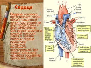 КровообращениеКровь – удивительнейшая часть организма.Подвижность крови - самое важное условие жизни организма. Нельзя  представить существования человека или животного без движения крови по сосудам, когда во  все органы и ткани разносится кислород,  вода, белки и другие вещества