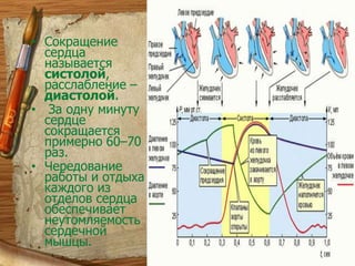 СердцеСердце человека представляет собой полый мышечный орган, состоящий из двух предсердий и двух желудочков. Оно располагается в грудной полости. Левая и правая стороны сердца разделены сплошной мышечной перегородкой. Вес сердца взрослого человека составляет примерно 300 г.