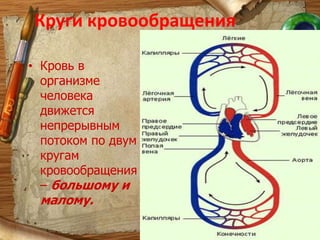 Сокращение сердца называется систолой, расслабление – диастолой. За одну минуту сердце сокращается примерно 60–70 раз. Чередование работы и отдыха каждого из отделов сердца обеспечивает неутомляемость сердечной мышцы.