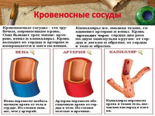 Круги кровообращенияКровь в организме человека движется непрерывным потоком по двум кругам кровообращения – большому и малому. 