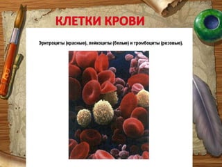 Плазма – это желтоватая полупрозрачная жидкость, содержащая 90–92% воды и 8–10 % белков, жиров, углеводов и некоторых других веществ-солей, витаминов,гормонов и др.Поскольку кровь жизненонеобходимая жидкость, то она имеет ряд необходимых для организма  свойств, зависящих от состава крови.