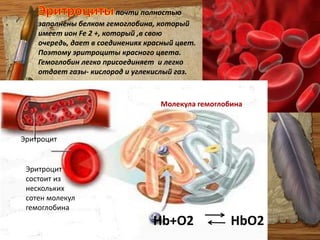 Роль плазмыИз органов пищеварения в плазму крови поступают питательные вещества, которые разносятся ко всем органам. Несмотря на то, что с пищей в организм человека поступает большое количество воды и минеральных солей, в крови поддерживается постоянная концентрация минеральных веществ. Это достигается выделением избыточного количества химических соединений через почки, потовые железы, лёгкие. Все эти вещества находятся в растворенном виде. Так как плазма подходит к каждому органу, то она выполняет  функции: 1. Перенесение питательных веществ к органам; 2. Гормональную. 