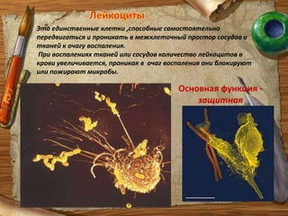 Эритроциты почти полностью заполнены белком гемоглобина, который имеет ион Fe 2 +, который ,в свою очередь, дает в соединениях красный цвет. Поэтому эритроциты красного цвета.Гемоглобин легко присоединяет  и легко отдает газы- кислород и углекислый газ.Молекула гемоглобинаЭритроцитЭритроцит состоит из нескольких сотен молекул гемоглобинаHb+O2HbO2