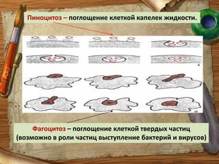 Особенности эритроцитов