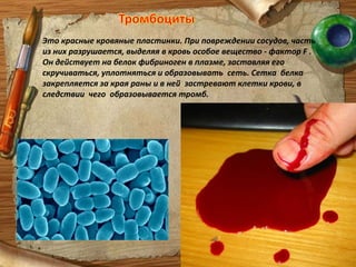 Лейкоциты Это единственные клетки ,способные самостоятельно передвигаться и проникать в межклеточный простор сосудов и тканей к очагу воспаления. При воспалениях тканей или сосудов количество лейкоцитов в крови увеличивается, проникая в  очаг воспаления они блокируют или пожирают микробы. Основная функция - защитная