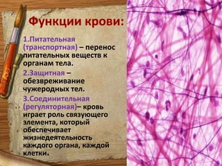 Тяжело представить, что изучать кровь стали всего сто лет тому назад. 