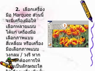   2.   เลือกเครื่องมือ  Marquee  ส่วนนี้จะมีเครื่องมือให้เลือกหลายแบบ ได้แก่ เครื่องมือเลือกภาพแบบสี่เหลี่ยม หรือเครื่องมือเลือกภาพแบบวงกลม  /  วงรี หากสมาชิกต้องการให้ภาพเป็นลักษณะใด ให้เลือกเครื่องมือนั้น ๆ นะคะ  