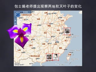 包士娟老师提出观察两地秋天叶子的变化 