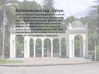 Ботанический сад , Сухум.Одна из его главных достопримечательностей — 250-летняя кавказская липа, которая росла здесь ещё до основания сада. Диаметр липы 3 м. В 1877 дерево срубили турки, но оно не погибло. Продолжая расти, липа достигла высоты 20 м, но во время урагана 1987 была снесена большая часть кроны. Несмотря на это дерево до сих пор цветёт и плодоносит.